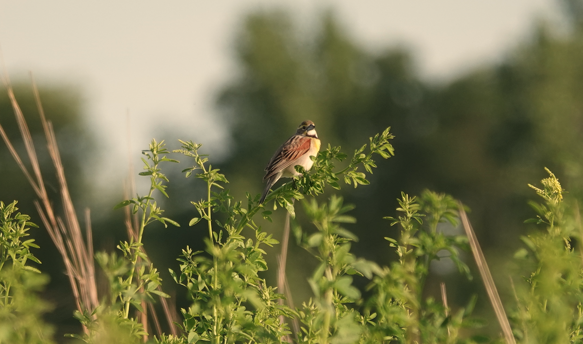 Dickcissel - ML620540296