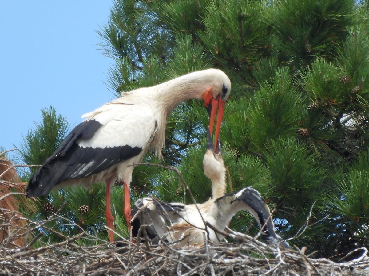White Stork - karen  leonhardt