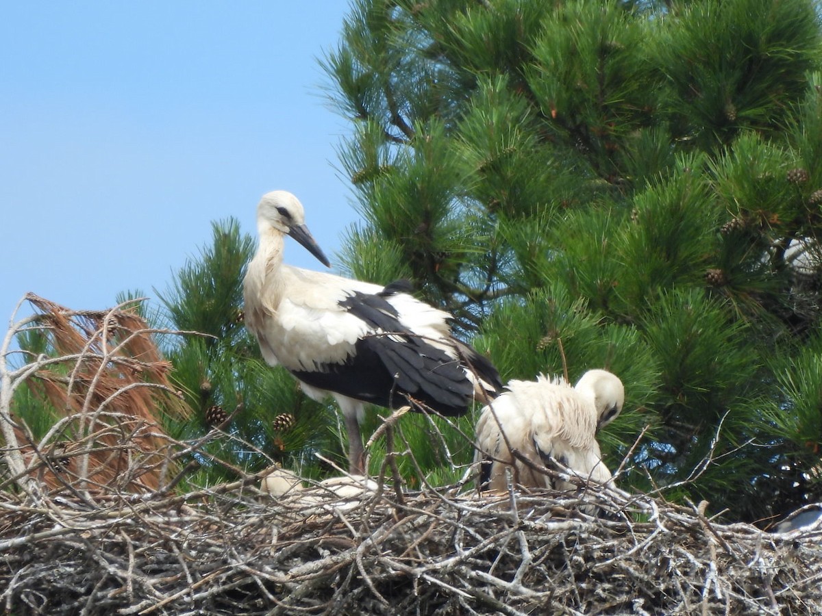 White Stork - ML620540303