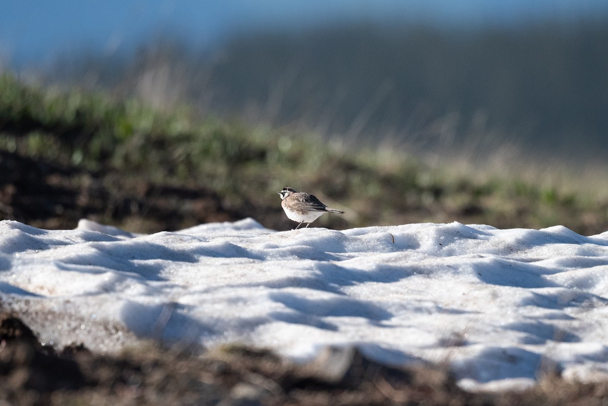 Horned Lark - ML620540304