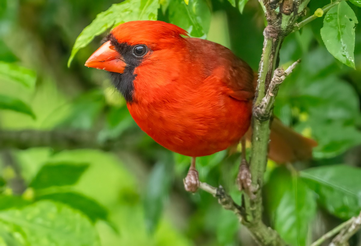 Northern Cardinal - ML620540307