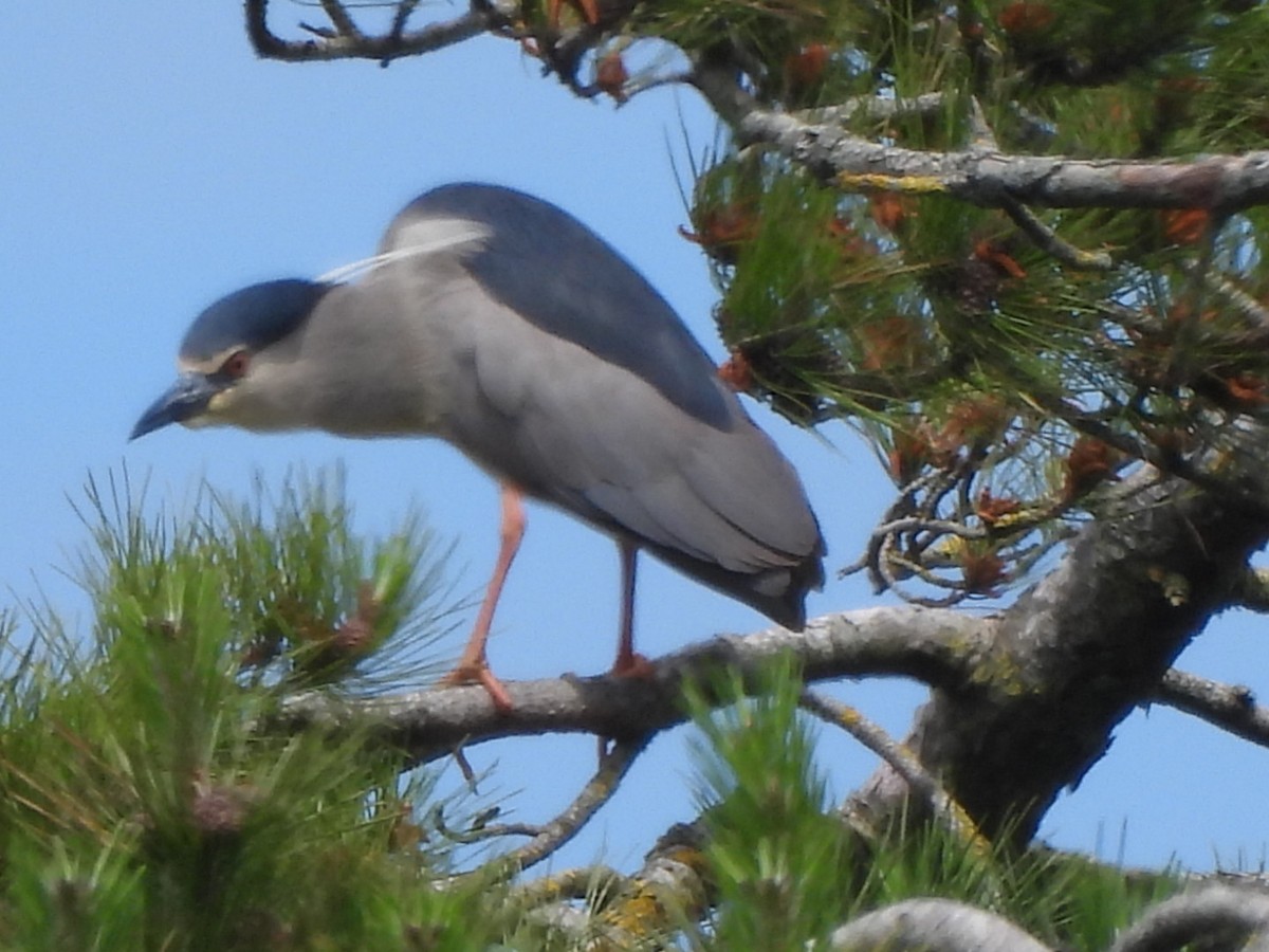 Black-crowned Night Heron - ML620540320