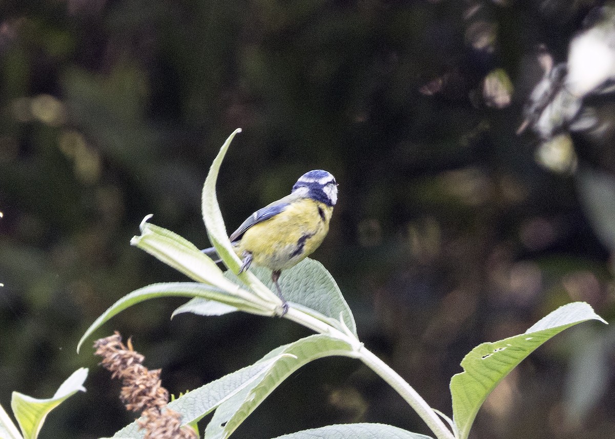 Mésange bleue - ML620540337