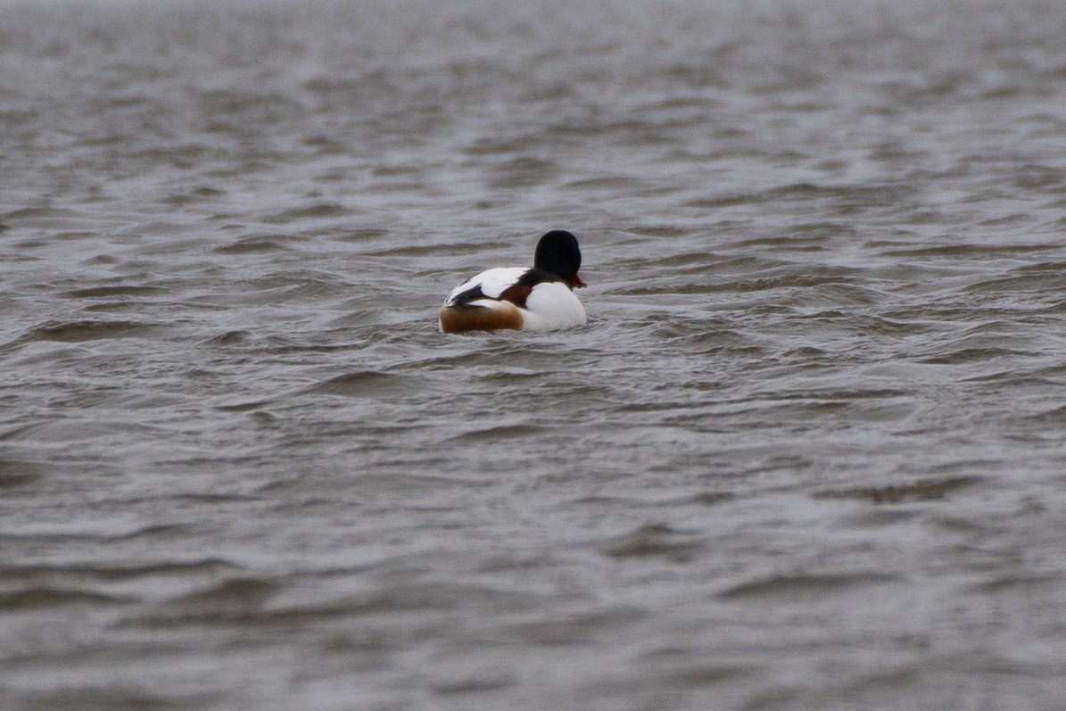 Common Shelduck - ML620540352