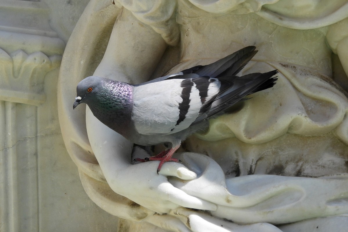 Rock Pigeon (Feral Pigeon) - ML620540357