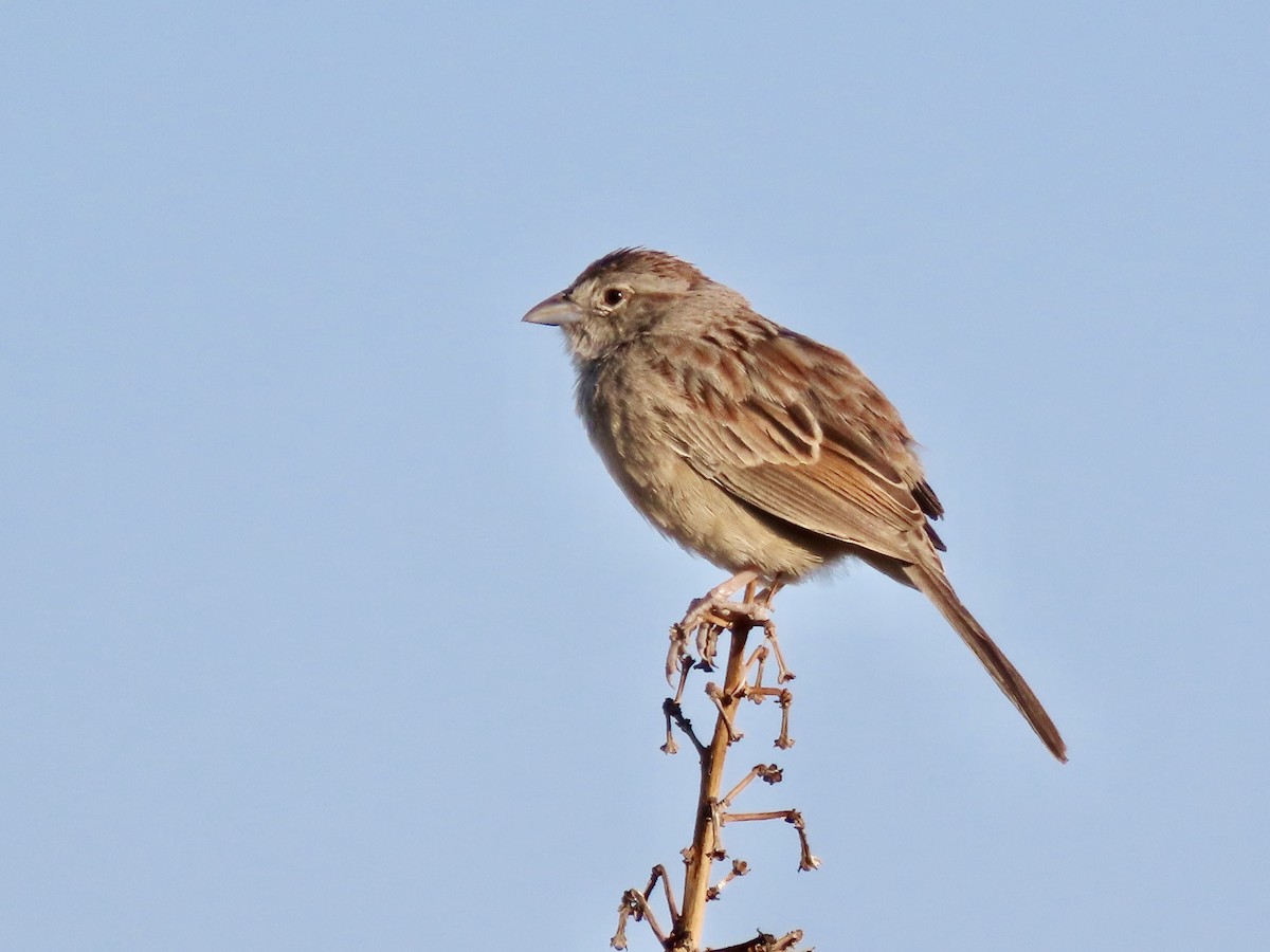 Botteri's Sparrow - Roy Howard