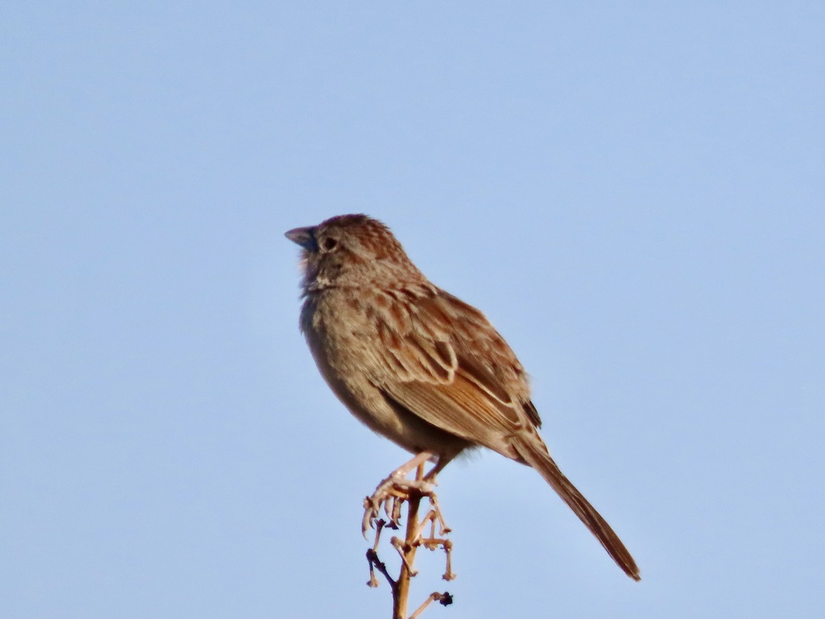 Botteri's Sparrow - ML620540360