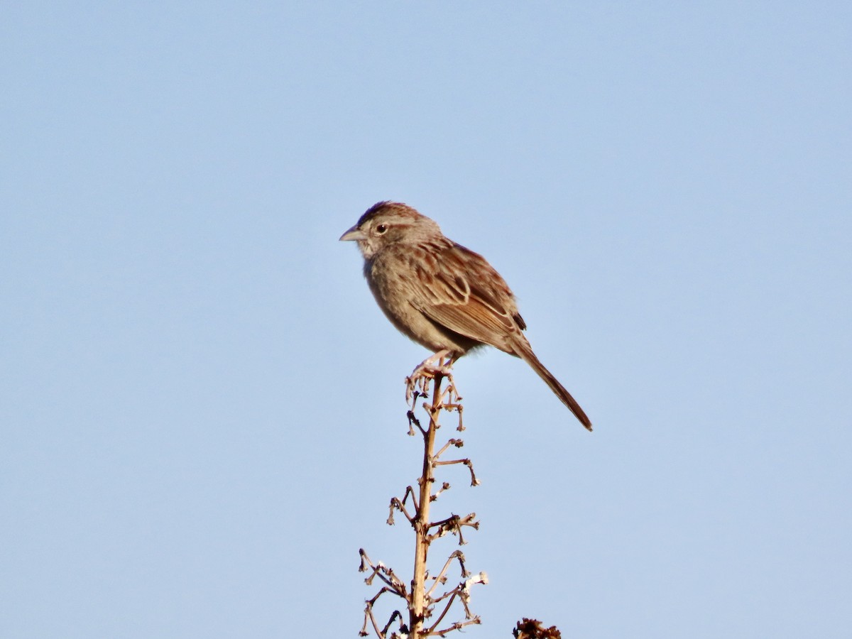 Chingolo de Botteri - ML620540361