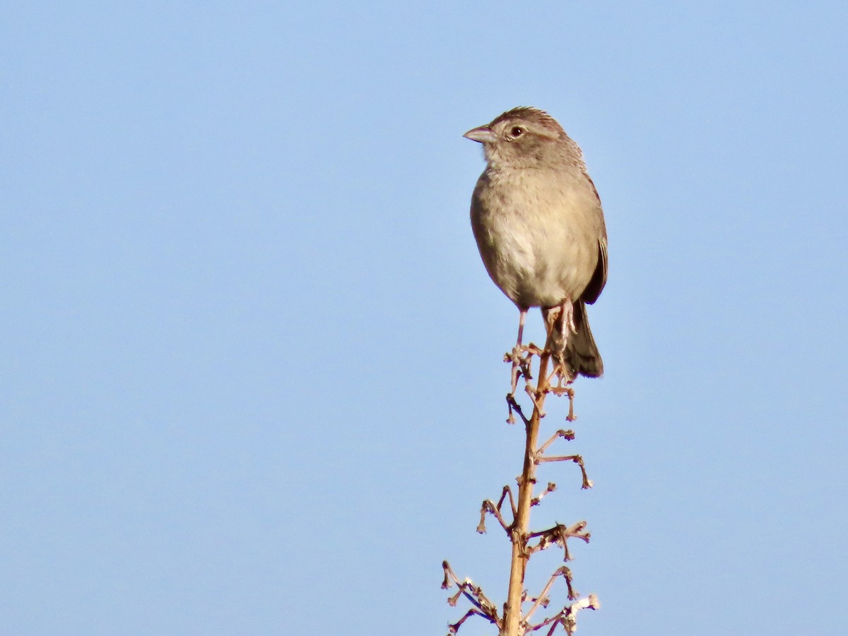 Botteri's Sparrow - ML620540362