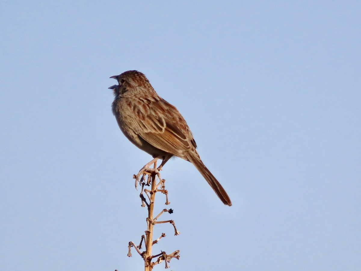 Botteri's Sparrow - ML620540363