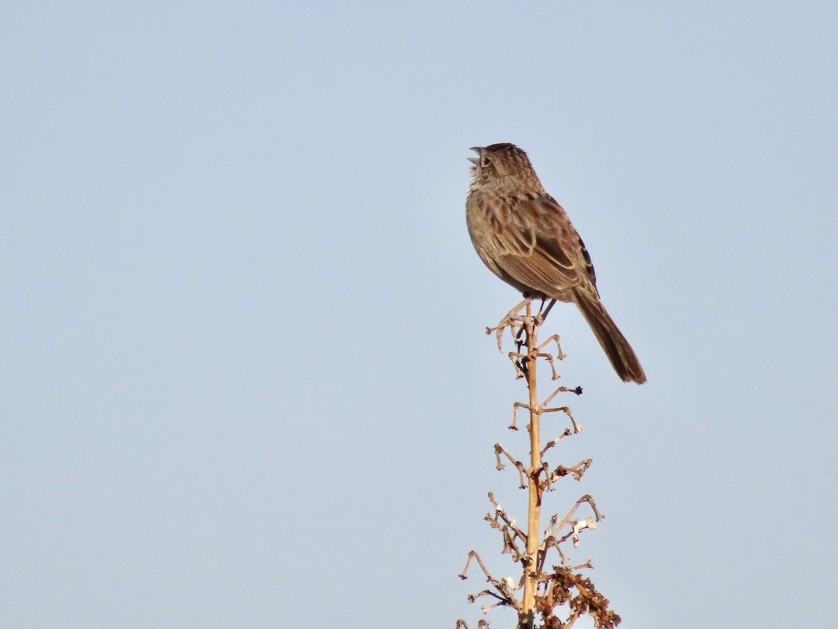 Botteri's Sparrow - ML620540364