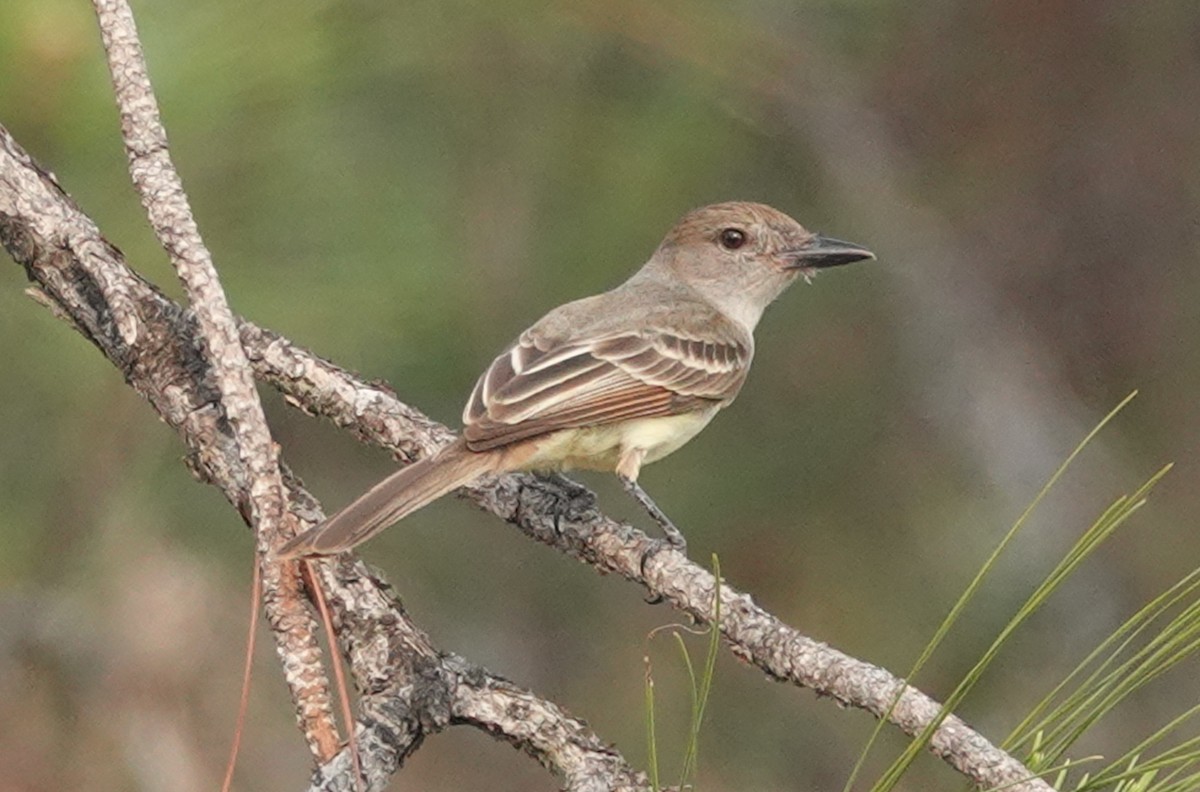 Brown-crested Flycatcher - ML620540367