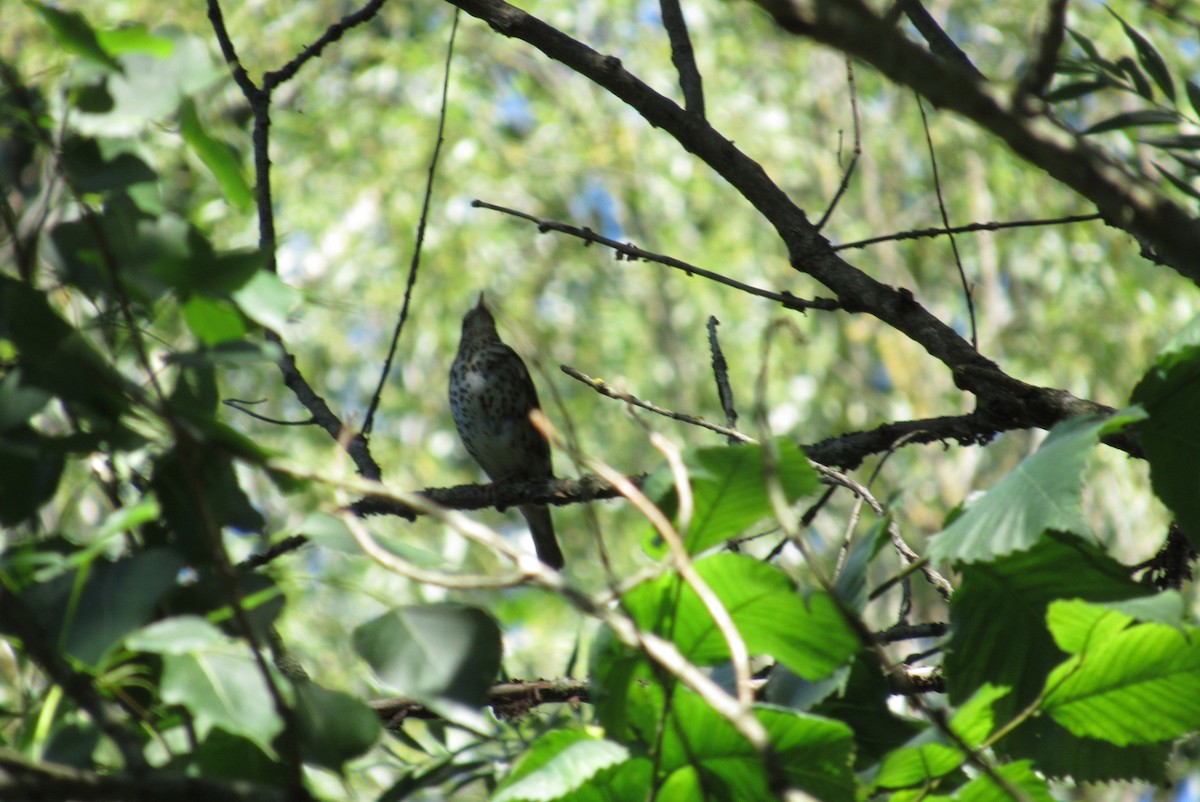 Song Thrush - ML620540368