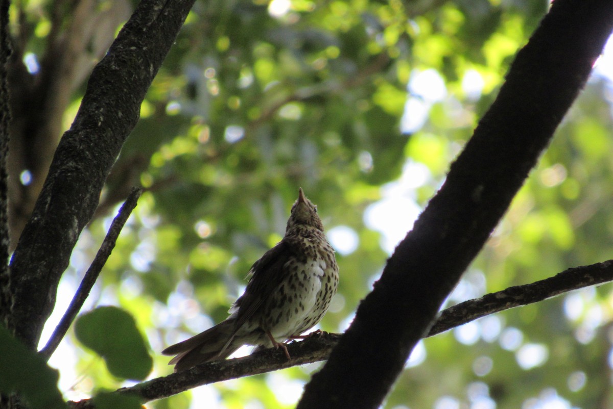 Song Thrush - ML620540369