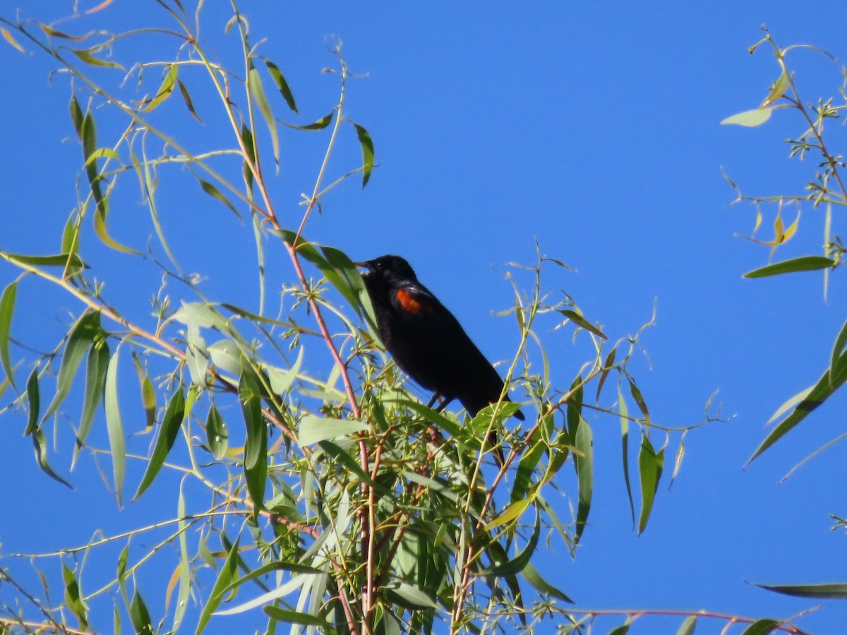 Red-winged Blackbird - ML620540376