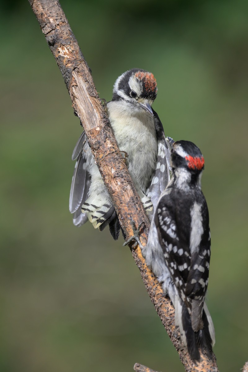 Downy Woodpecker - ML620540381