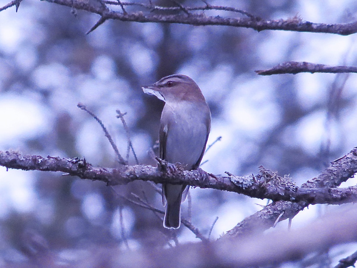 Red-eyed Vireo - ML620540382