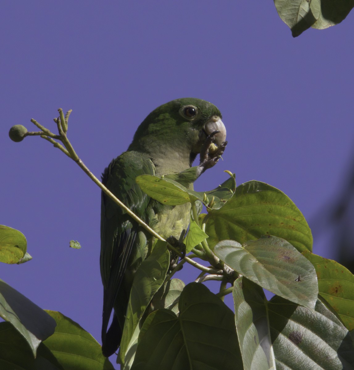 Olive-throated Parakeet - ML620540386