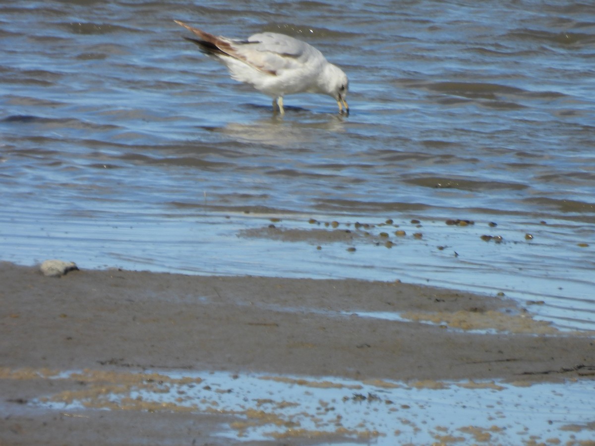 Herring Gull - ML620540391