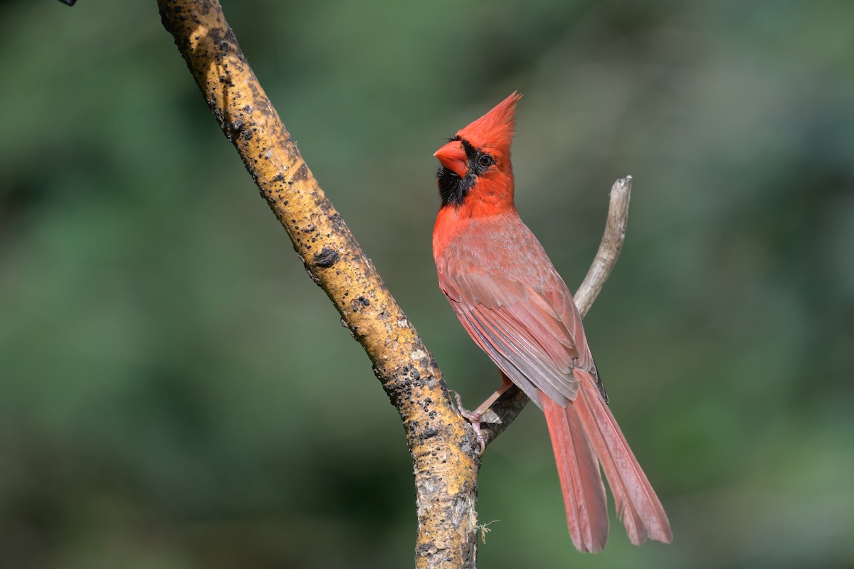 Cardinal rouge - ML620540394