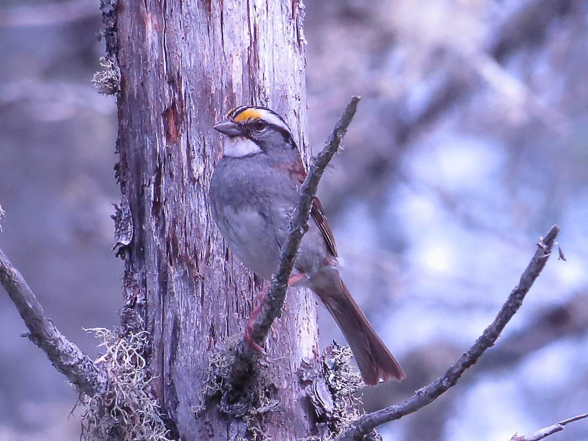 White-throated Sparrow - ML620540399