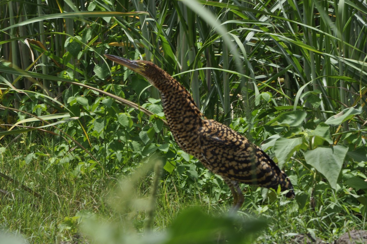 Rufescent Tiger-Heron - ML620540400