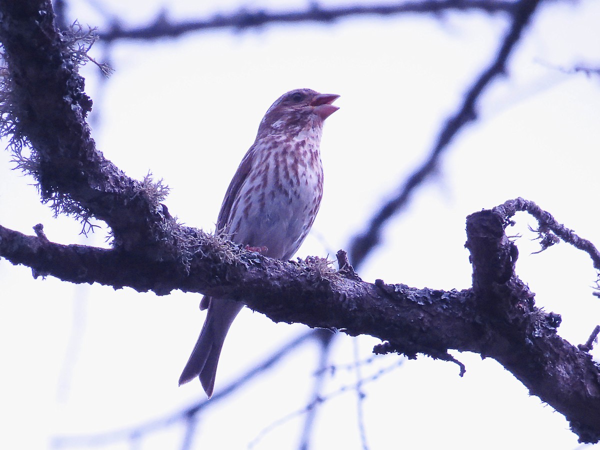 Purple Finch - ML620540410