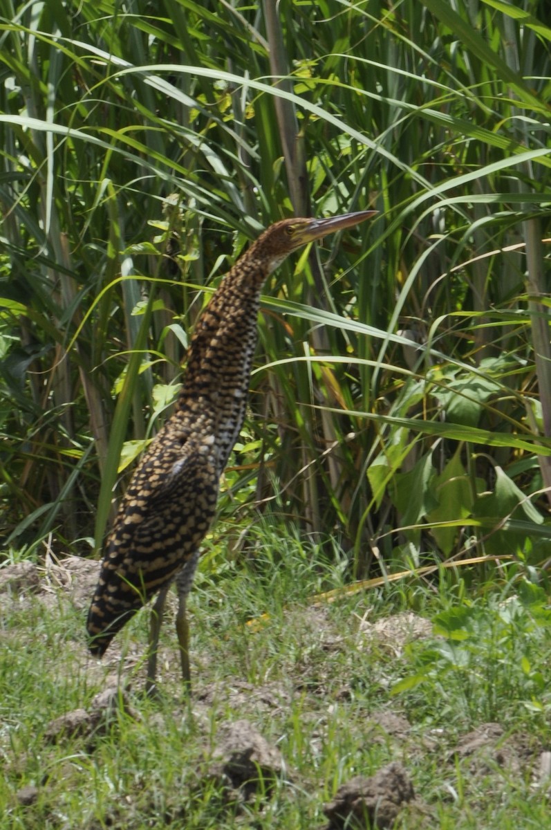 Rufescent Tiger-Heron - ML620540418