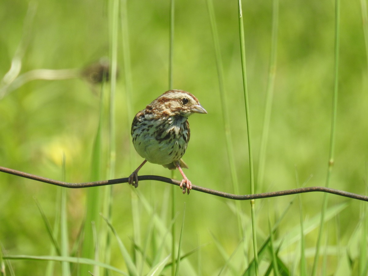 Song Sparrow - ML620540419