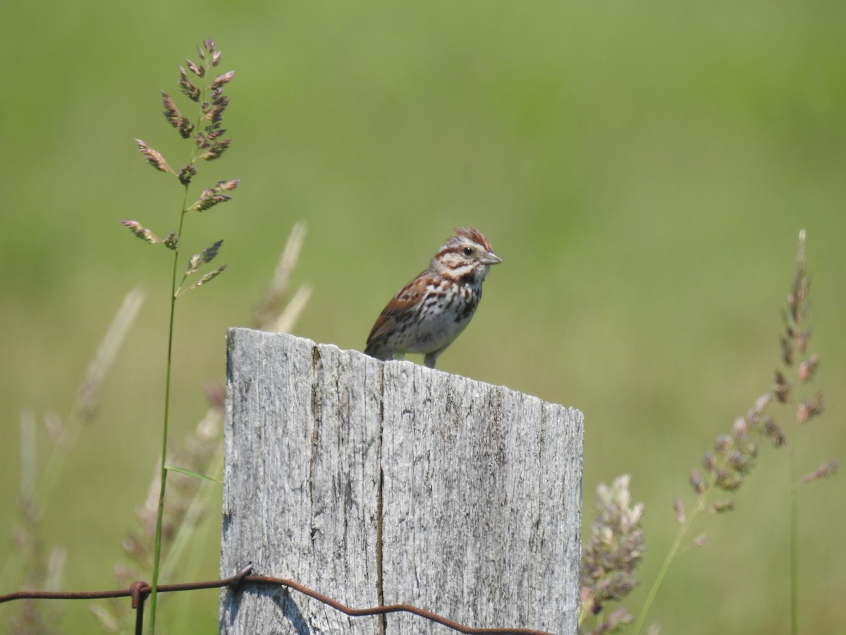 Song Sparrow - ML620540421