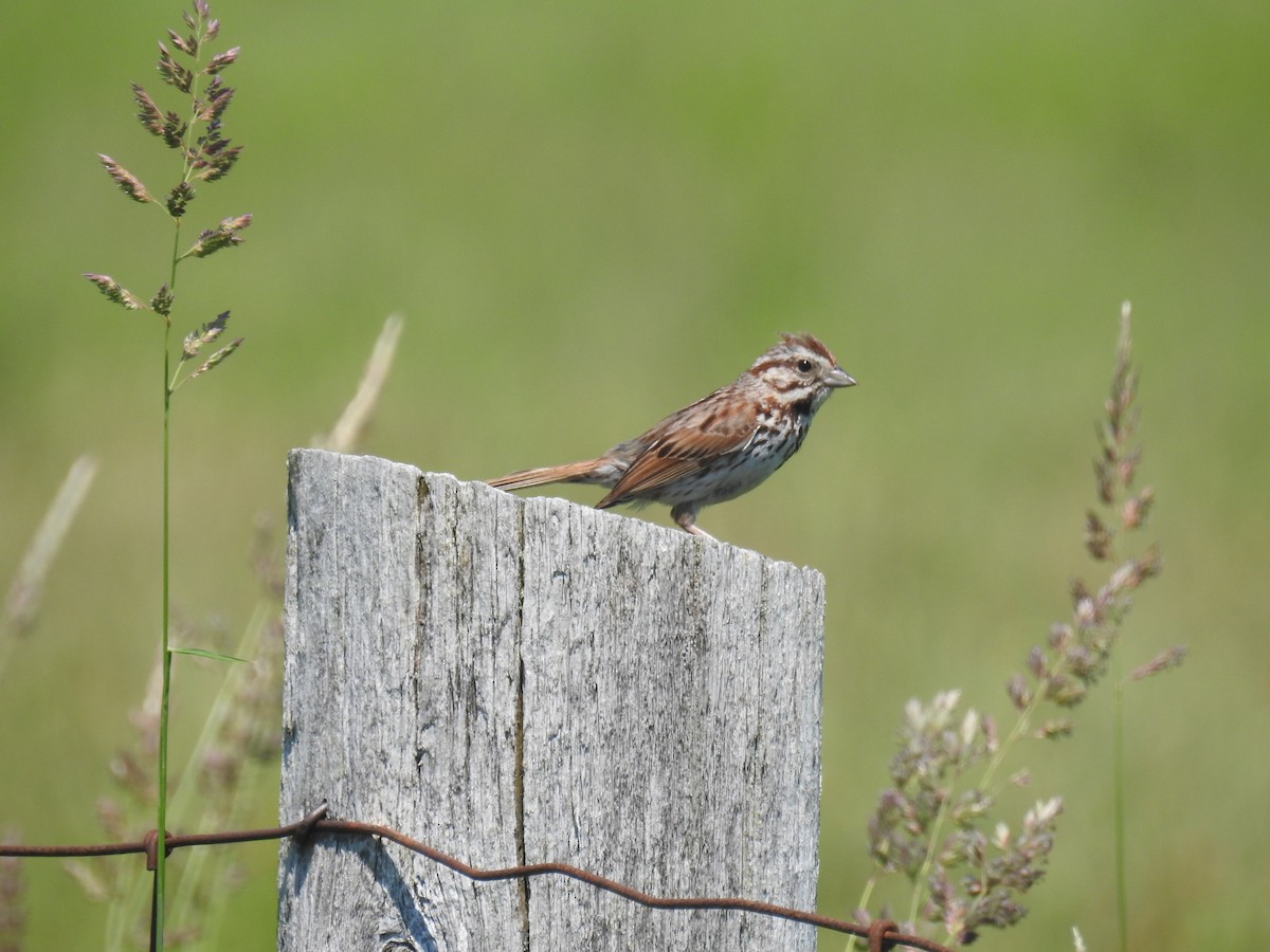 Song Sparrow - ML620540422