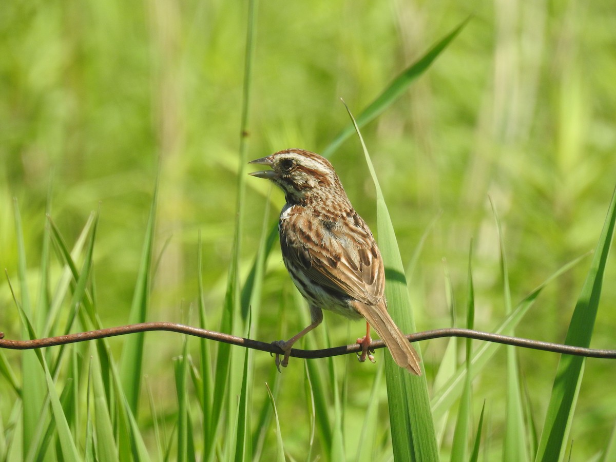 Song Sparrow - ML620540423