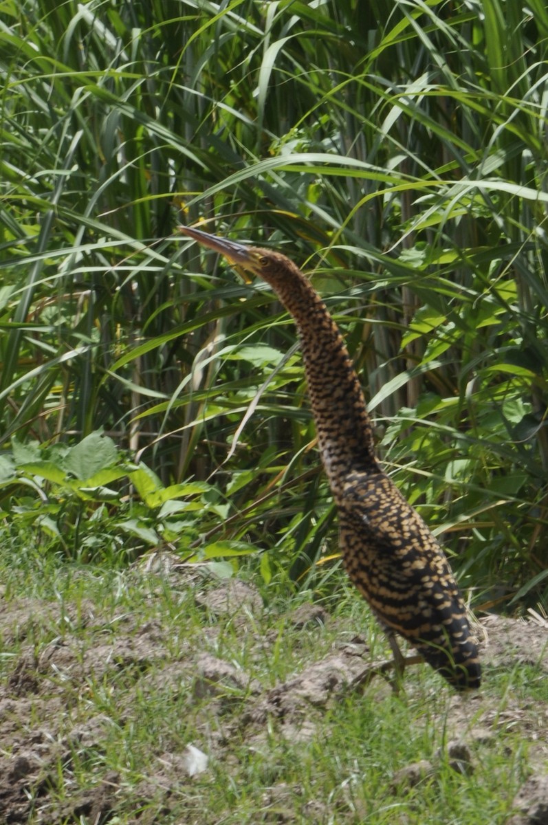 Rufescent Tiger-Heron - ML620540440