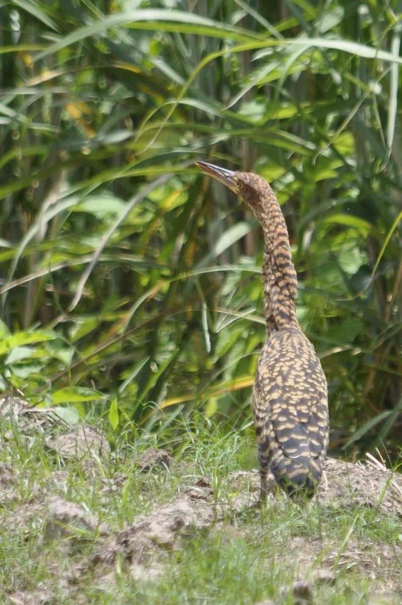 Rufescent Tiger-Heron - ML620540447