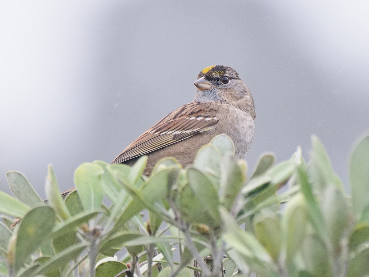 Golden-crowned Sparrow - ML620540458