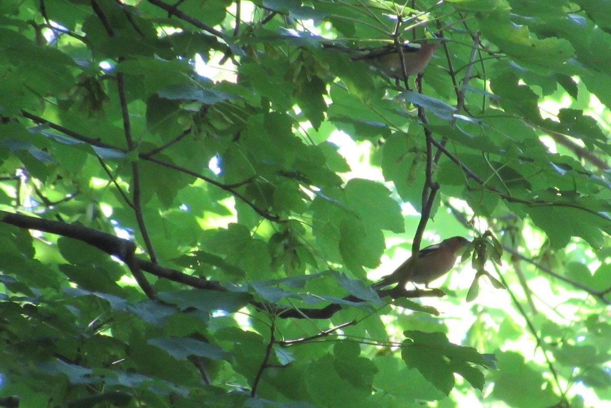 Common Chaffinch - ML620540475