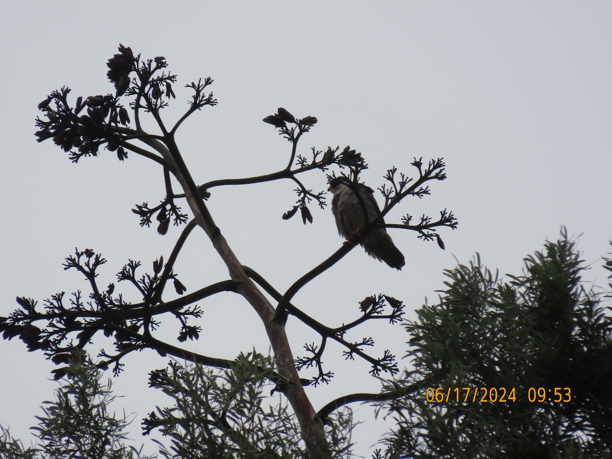 Peregrine Falcon - ML620540477