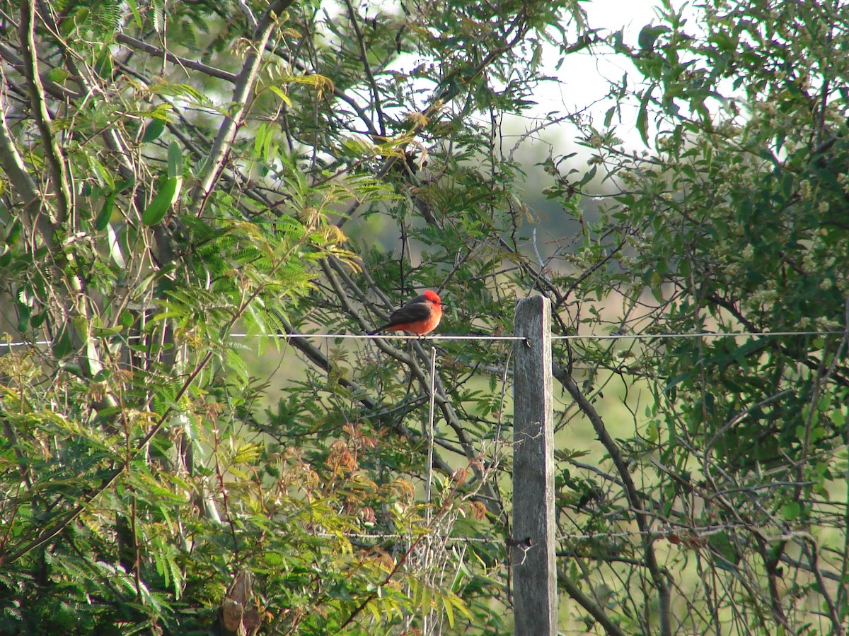 Vermilion Flycatcher - ML620540496