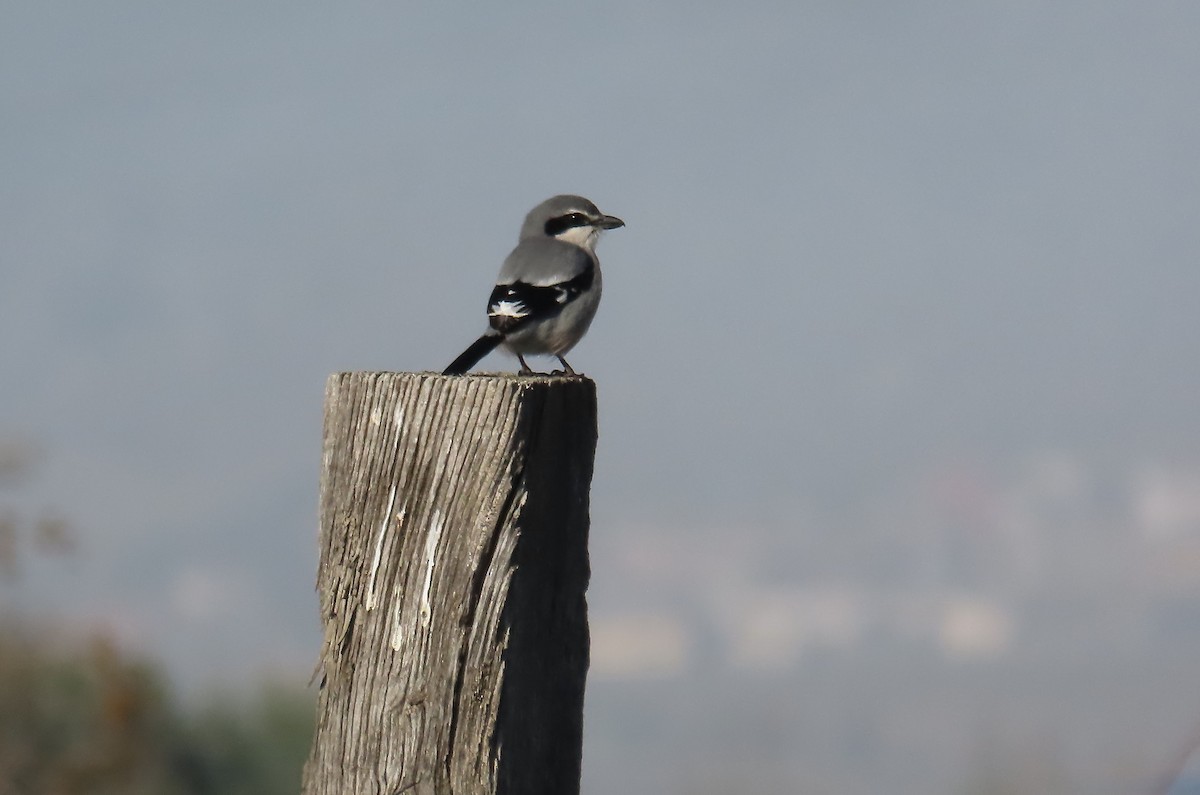 Iberian Gray Shrike - ML620540503