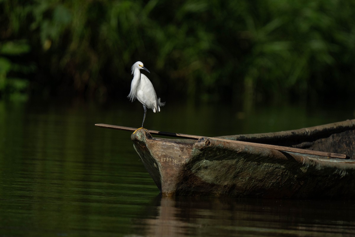 Snowy Egret - ML620540504