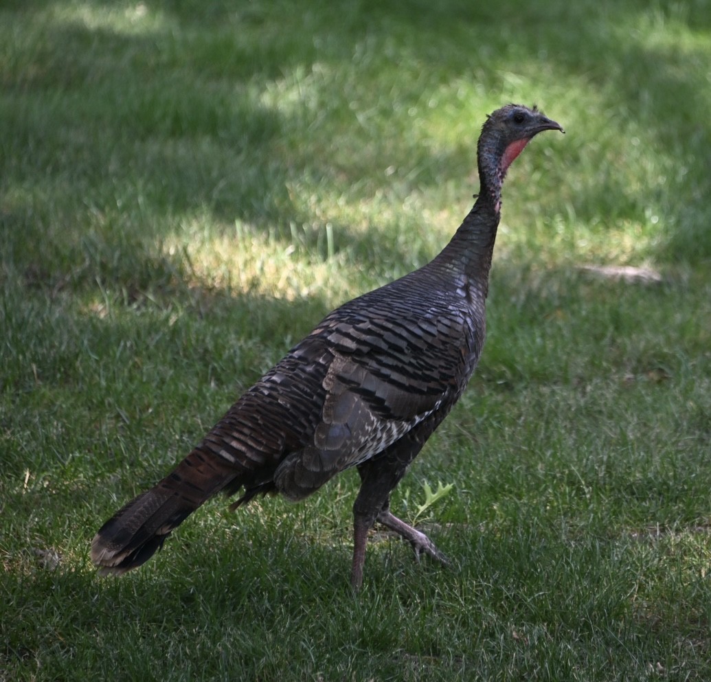 Wild Turkey - ML620540510