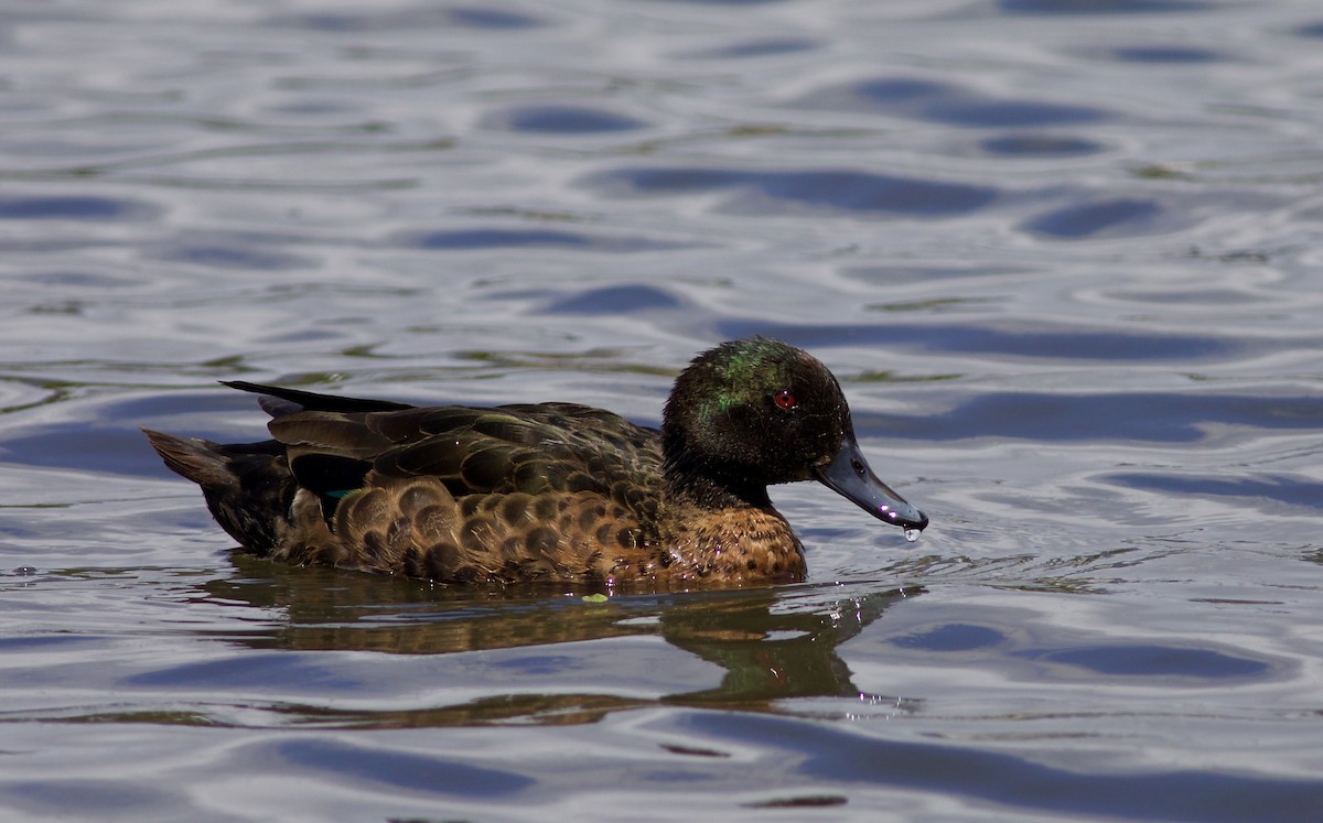 Chestnut Teal - ML620540511