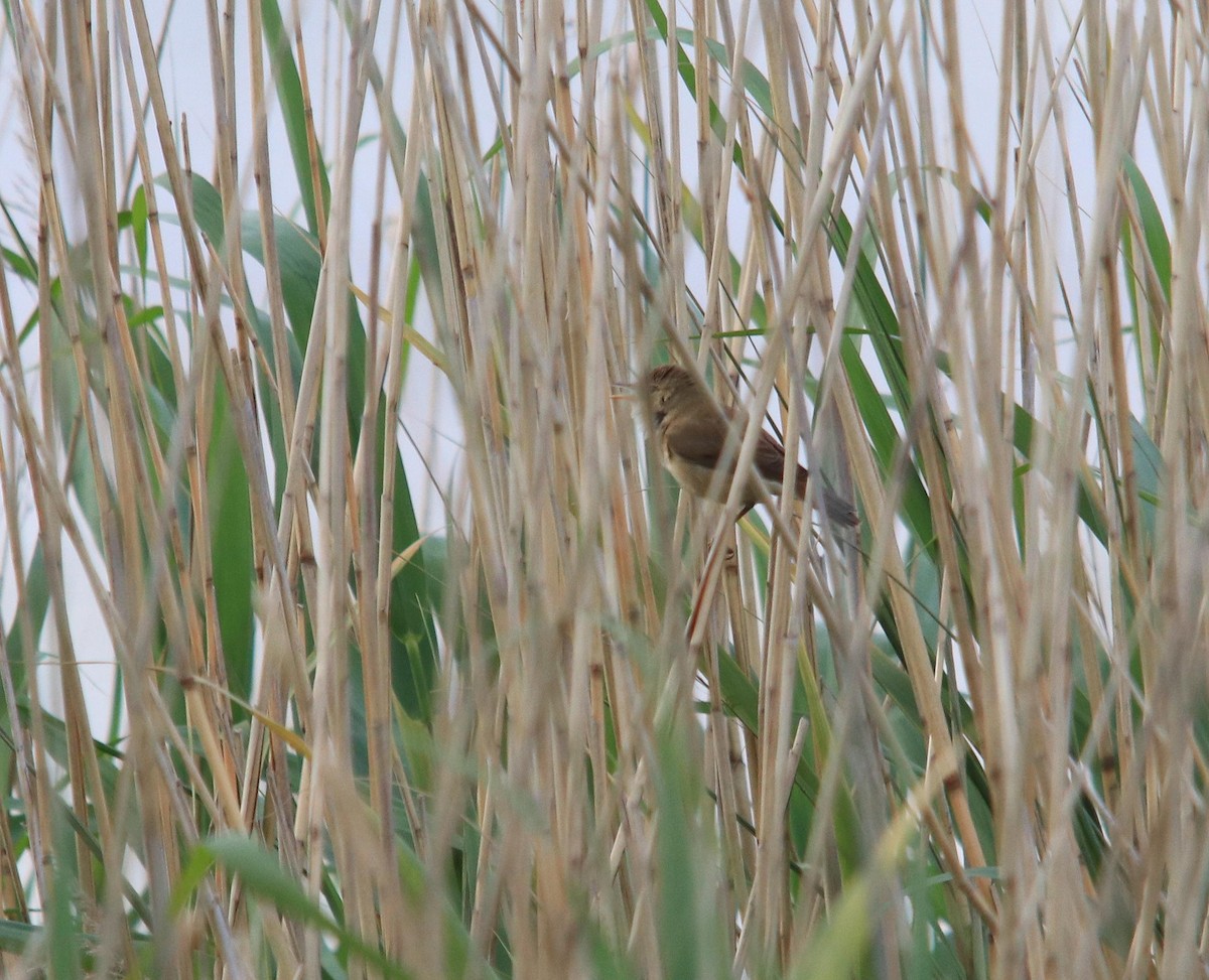 Common Reed Warbler - ML620540522