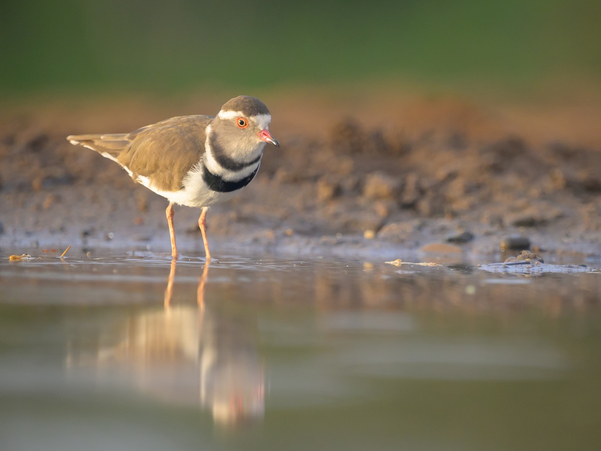 Three-banded Plover - ML620540532
