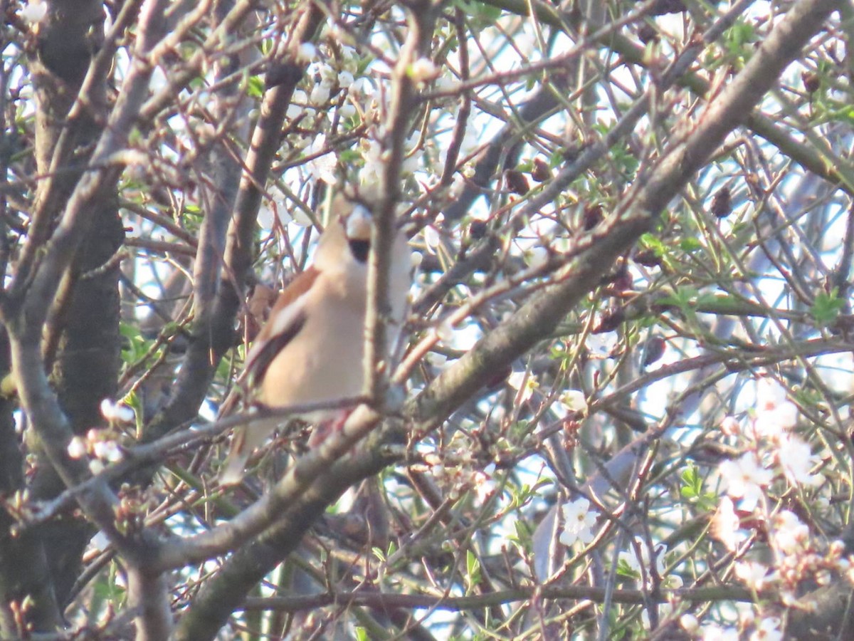 Hawfinch - ML620540547