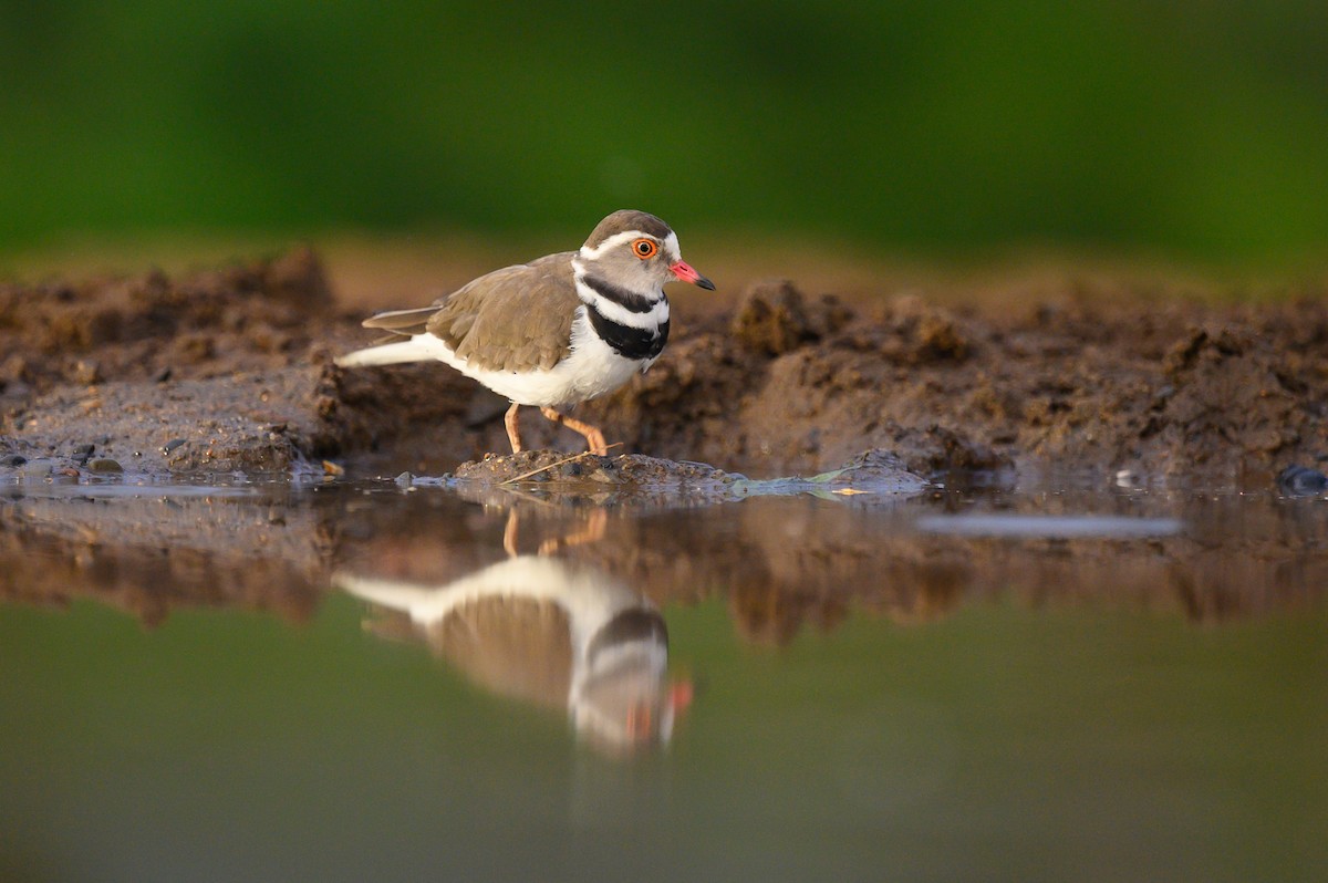 Cape Wagtail - ML620540549