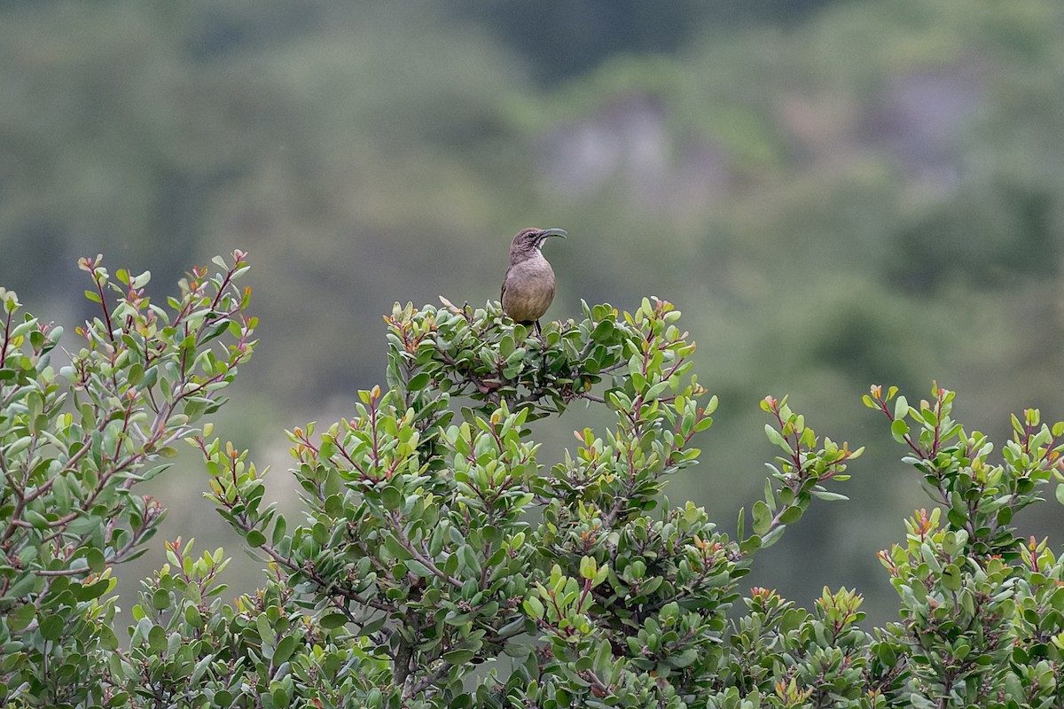 California Thrasher - ML620540551