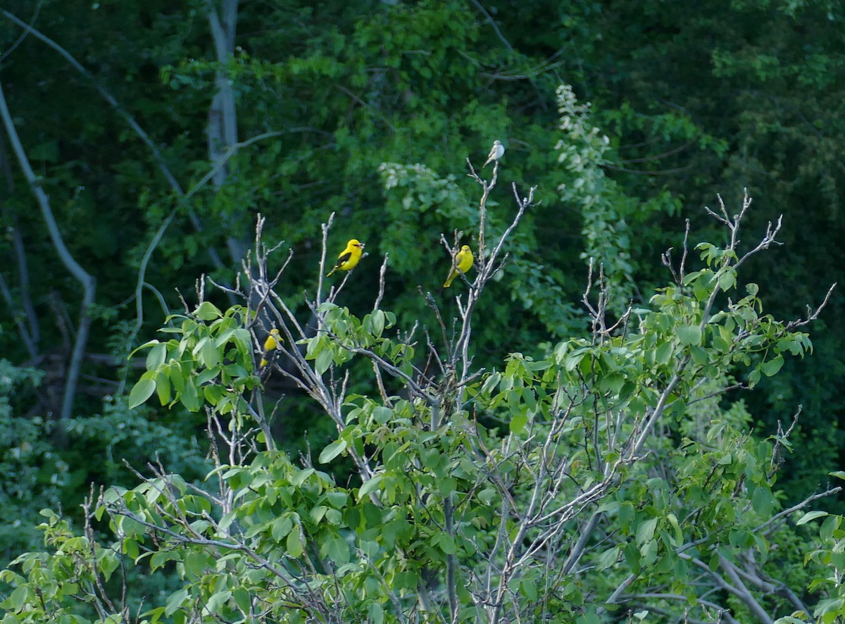 Indian Golden Oriole - ML620540553