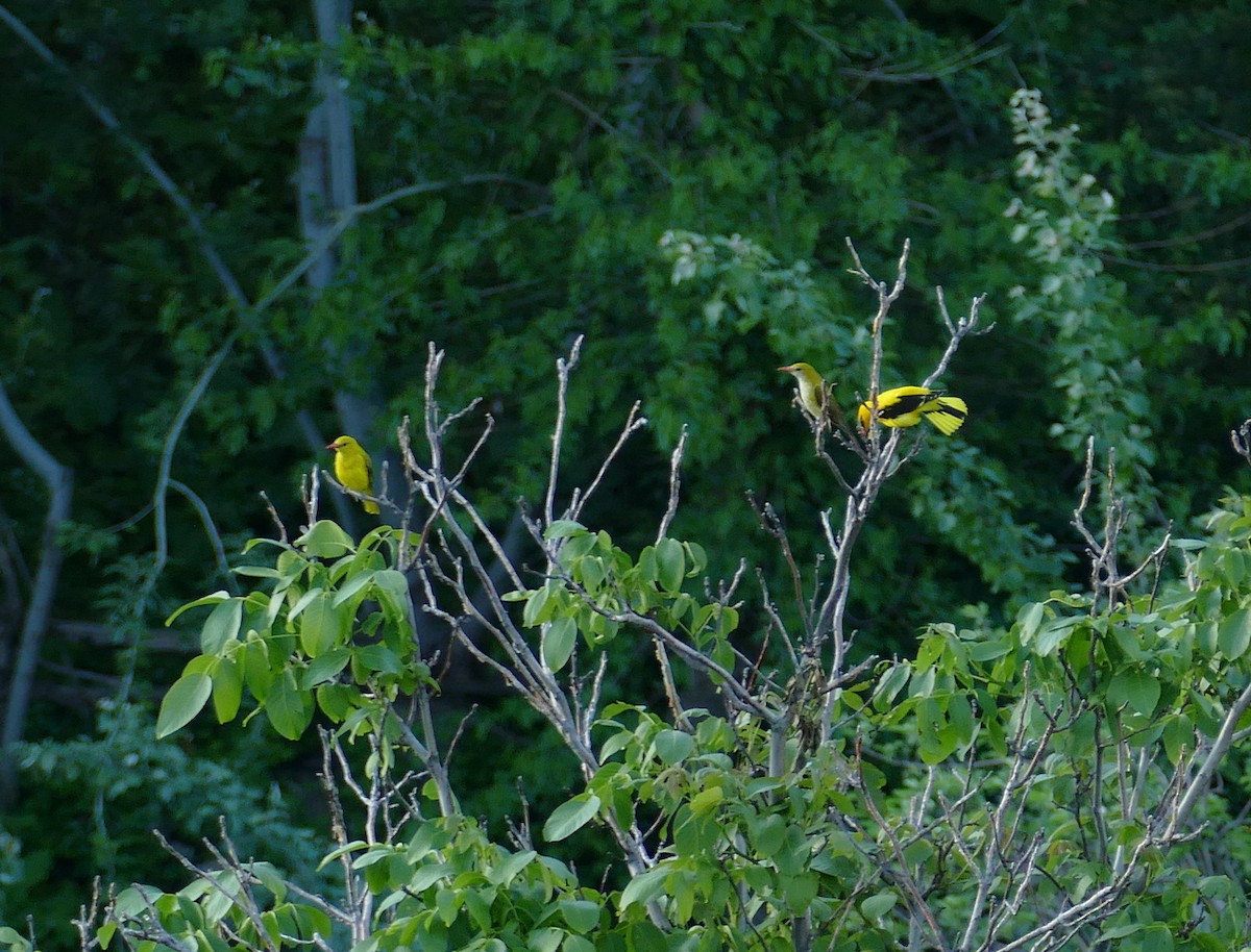 Indian Golden Oriole - ML620540554