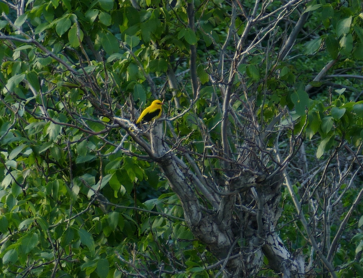 Indian Golden Oriole - ML620540555